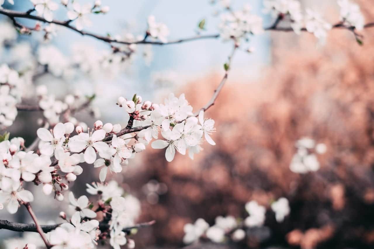 A close up picture of a cherry blossom tree